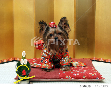 晴れ着を着たヨークシャーテリア犬　新年の挨拶 3692469