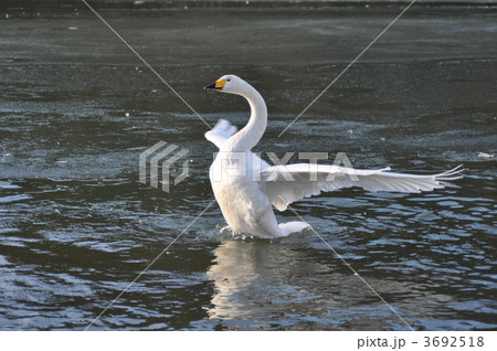 白鳥の羽ばたき 白鳥の羽ばたき 3692518