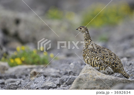 ライチョウの雌 3692634