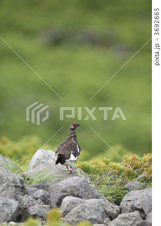 ライチョウのオス 3692665