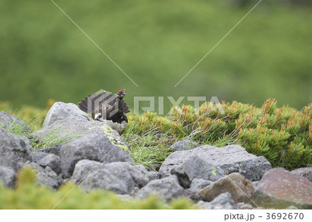 ライチョウのオス 3692670