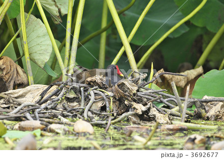 バン抱卵中 3692677