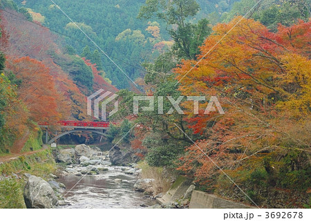 秋色の清滝川 3692678