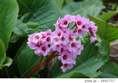 ヒマラヤユキノシタ ヒマラヤユキノシタ 3692757