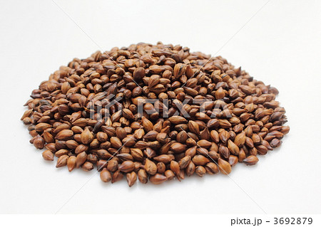 麦茶用六条大麦 3692879