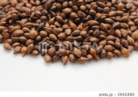 麦茶用六条大麦 3692880