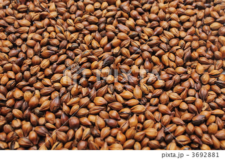 麦茶用六条大麦 3692881