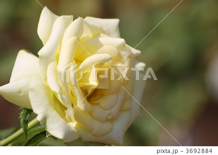 セント・パトリック 3692884