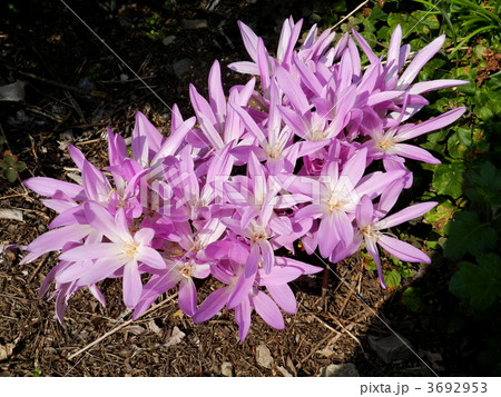 イヌサフラン 3692953