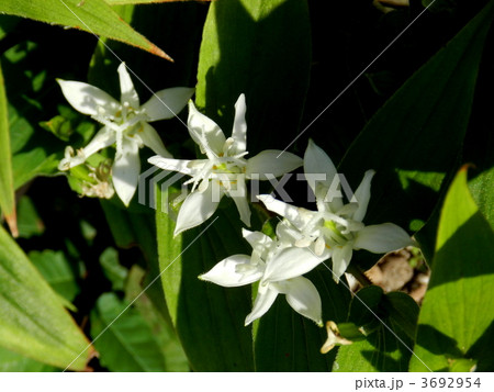 ホトトギス 3692954