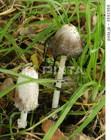 ひとよたけ 3692968