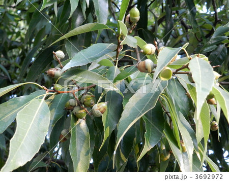 どんぐり どんぐり 3692972