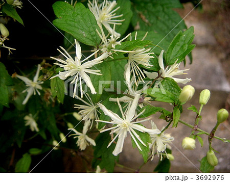 センニンソウ 3692976