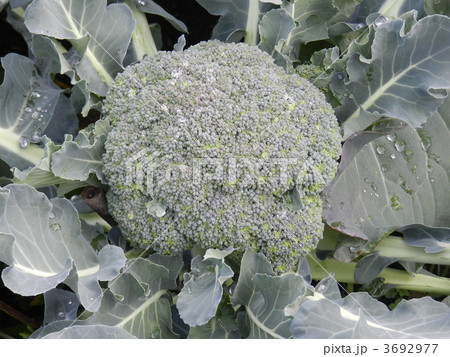 ブロッコリー 3692977