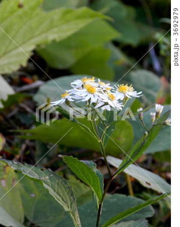 ヨメナ 3692979