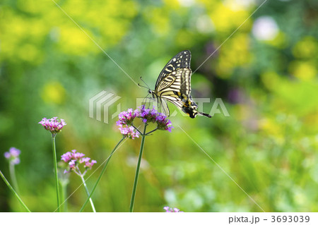 アゲハ蝶 アゲハ蝶 3693039