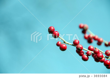 ツルウメ ツルウメ 3693084