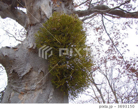 宿り木 宿り木 3693150