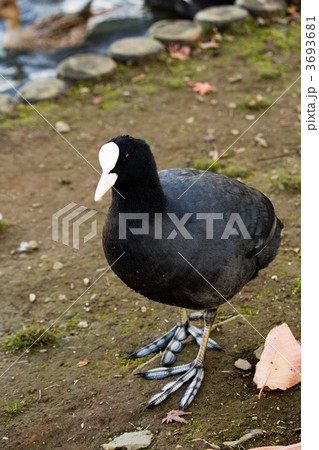 オオバン 3693681