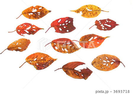 落葉　桜葉 3693718
