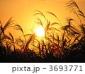 ススキの中の夕日 3693771