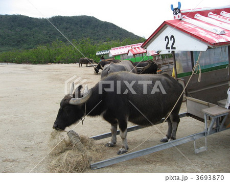 西表島 水牛車 西表島 水牛車 3693870