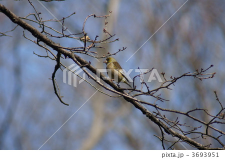 初春の林に大河原鶸(カワラヒワ) 3693951