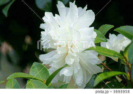 山茶花サザンカ咲いた路・・・ 3693958