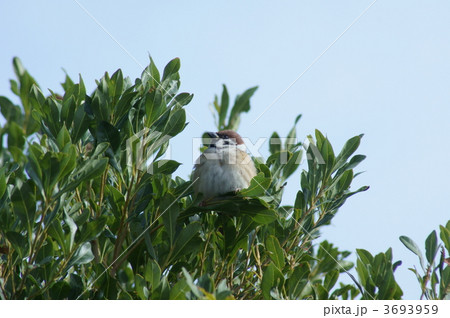 ある晴れた寒い日 モコモコ雀が・・・ ある晴れた寒い日 モコモコ雀が・・・ 3693959