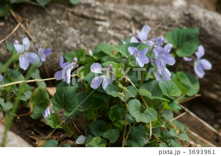 立坪菫　春の訪れ 3693961