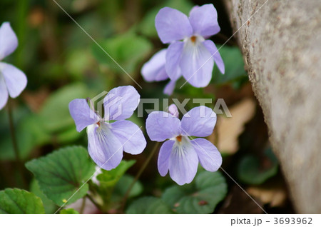 立坪菫　春の訪れ 3693962