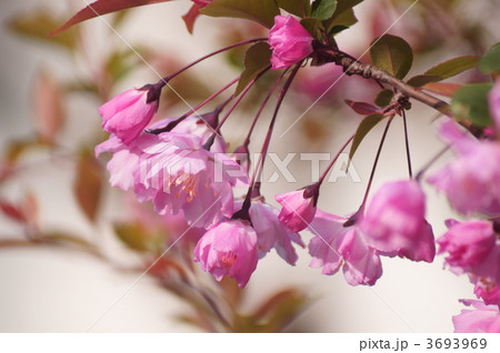 花海棠　はなかいどう 3693969