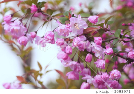 花海棠　はなかいどう 3693971