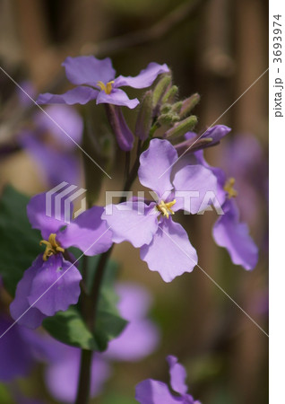 花大根　菫の花に似ています。 3693974