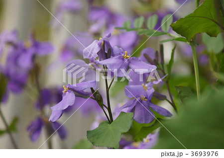 花大根　菫の花に似ています。 3693976