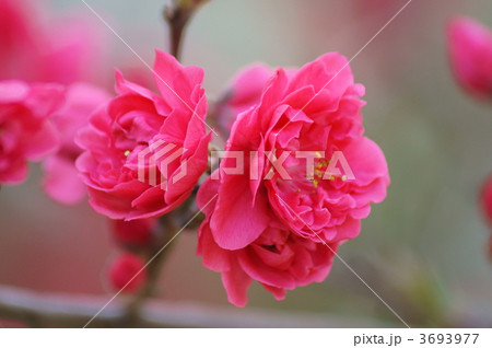 花桃　鮮やかな紅色　微かな甘い香りが・・・ 3693977