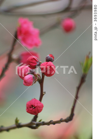花桃　鮮やかな紅色　微かな甘い香りが・・・ 3693980