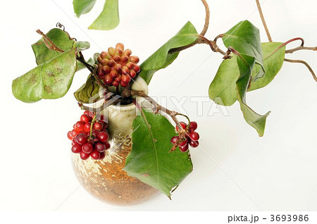 赤い実 赤い実 3693986