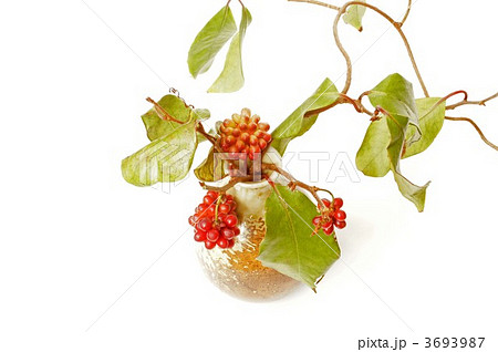 赤い実 3693987