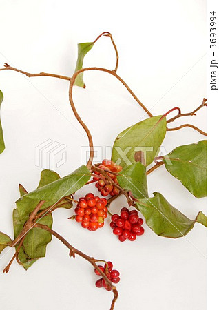赤い実 赤い実 3693994