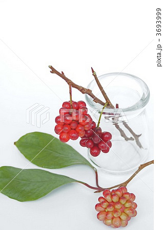 赤い実 赤い実 3693999