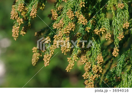 杉の雄花 花粉症の基 杉の木の写真素材