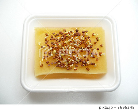 栽培　かいわれ大根 3696248