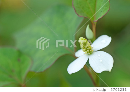 ドクダミ 3701251