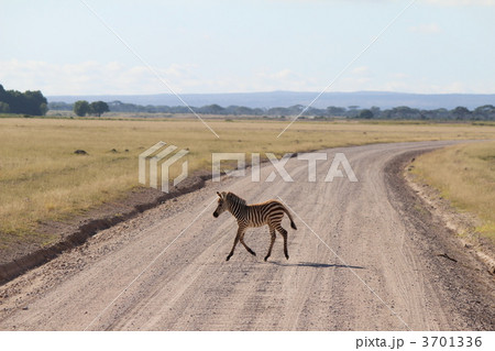 シマウマのこども ひとりで渡る シマウマのこども ひとりで渡る 3701336