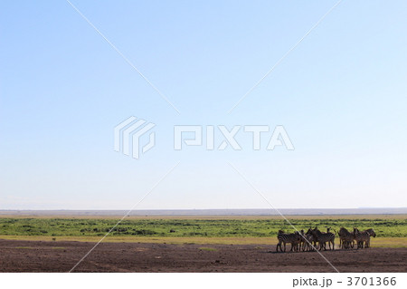 シマウマの群れ 3701366