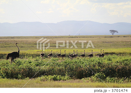 おうちに帰ろう おうちに帰ろう 3701474