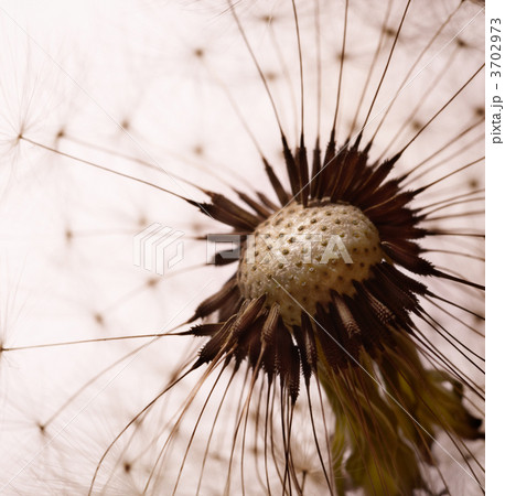 Dandelion 3702973