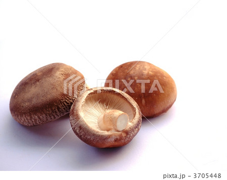 生椎茸 3705448