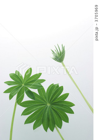 ルピナス 3705969